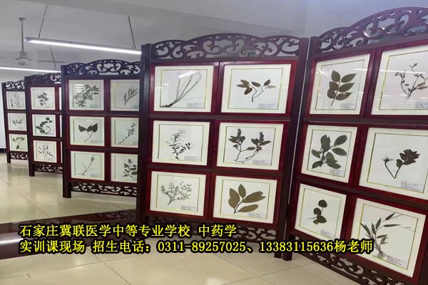 石家庄冀联医学中等专业学校中药标本室-内部图片上千种中药材